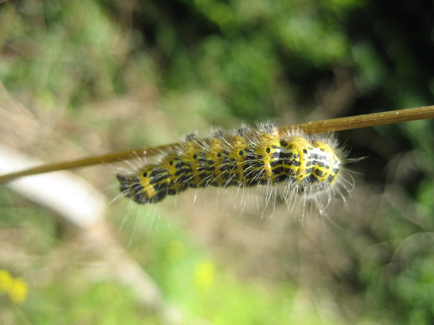 phalera bucephala??